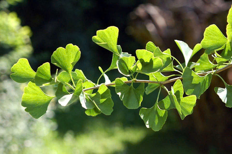 lá ginko